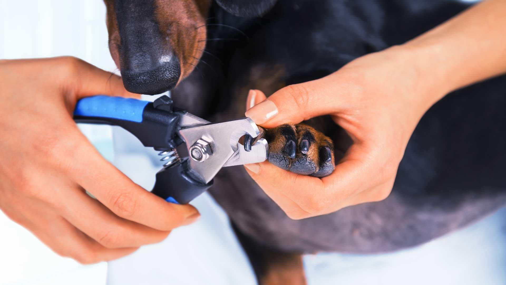 Cómo Cortar las Uñas a los Perros: Paso a Paso