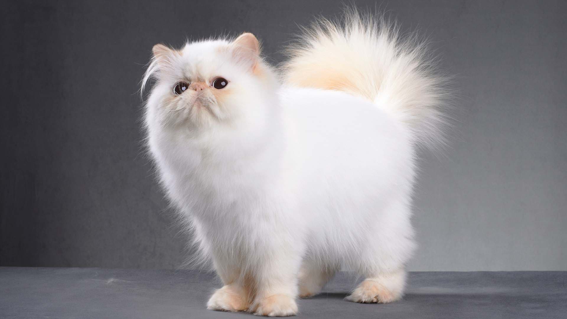 Razas de Gatos: Cuáles Debes Conocer