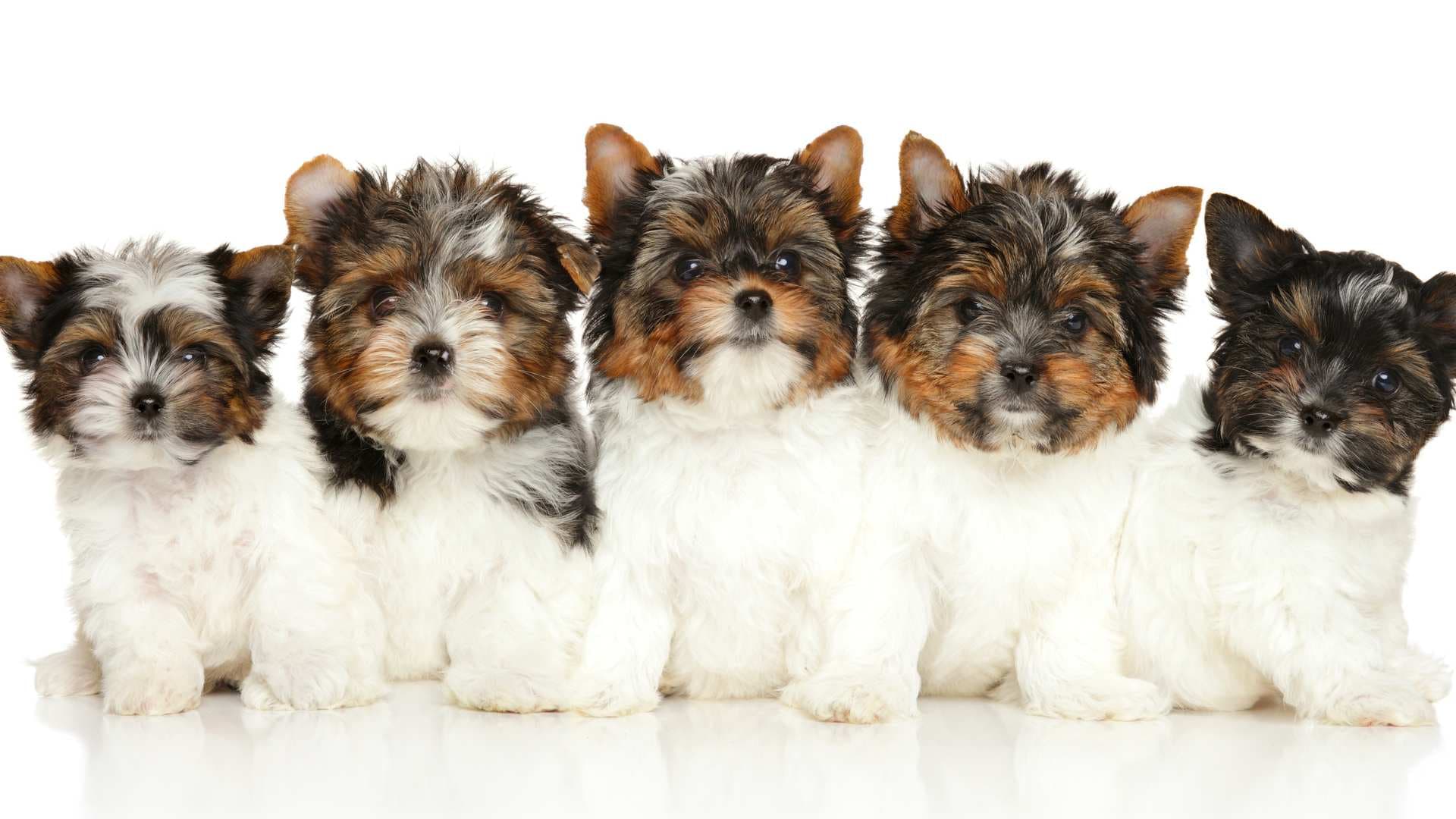 Yorkie Biewer: Todo Sobre esta Raza de Perro