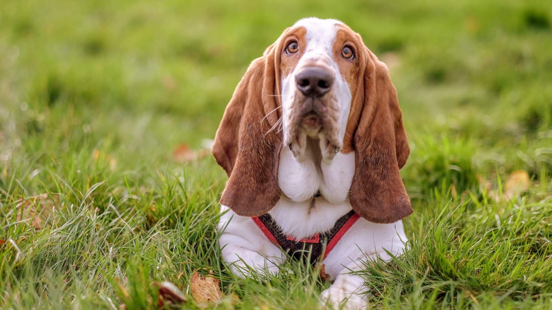 Hemorroides en Perros: Causas, Síntomas y Tratamiento