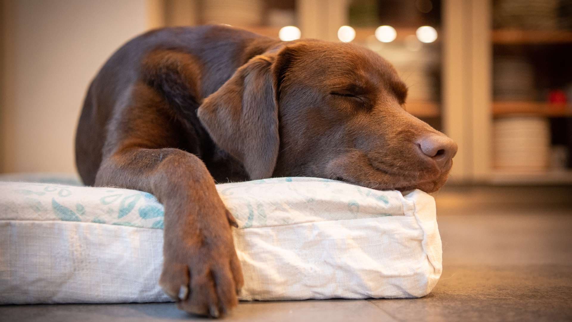 Cómo Hacer Dormir a un Perro: Los Mejores Tips