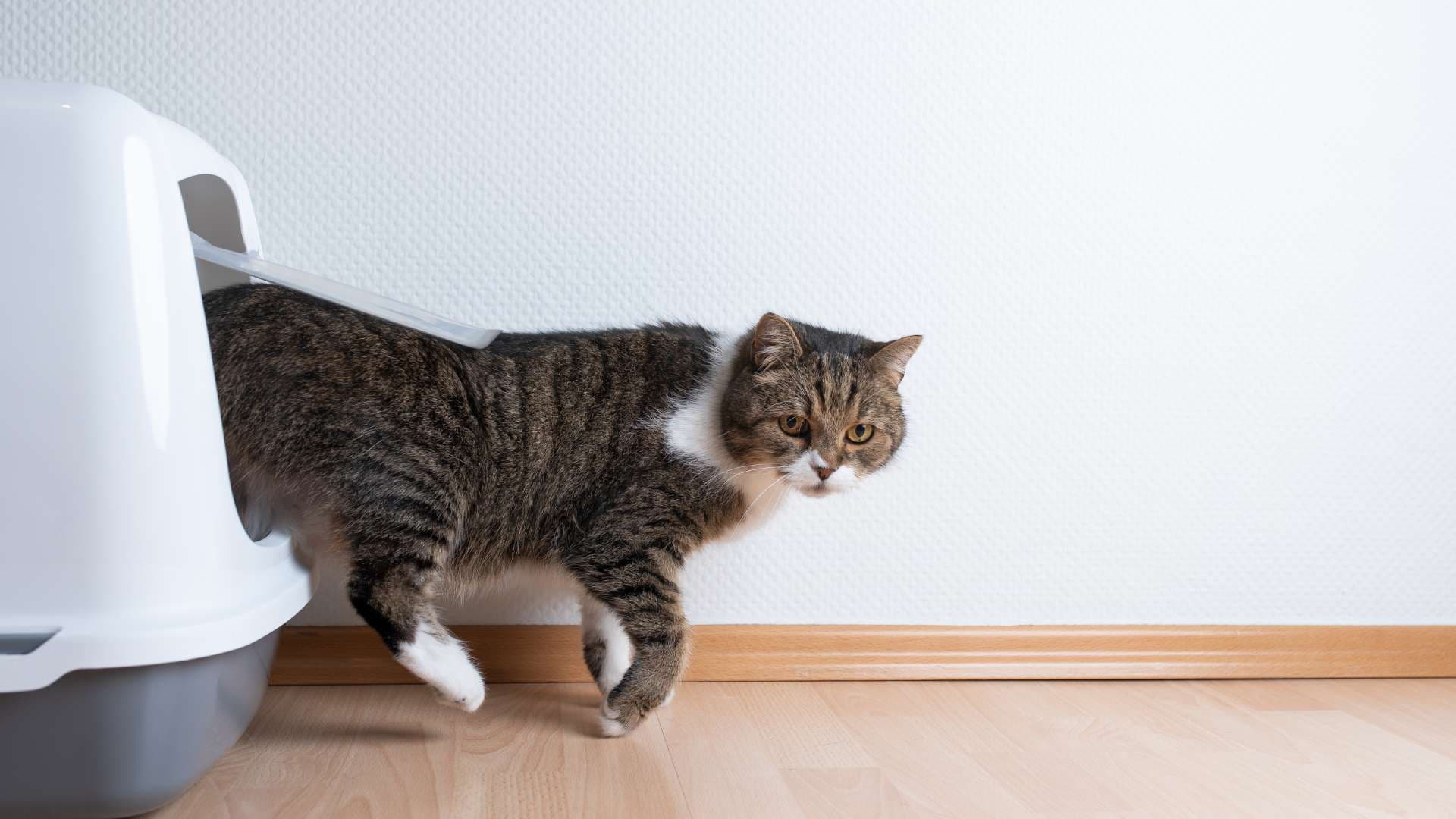 Cistitis en Gatos: Causas, Síntomas y Tratamiento