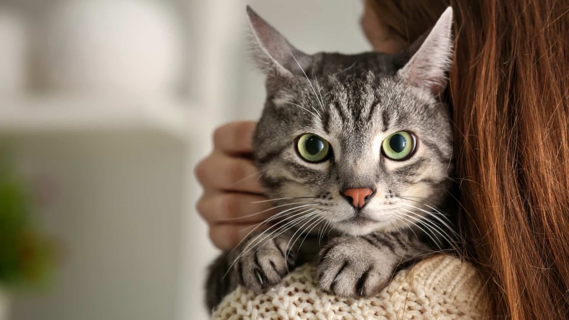 Por Qué Ronronean los Gatos: Respuesta Definitiva