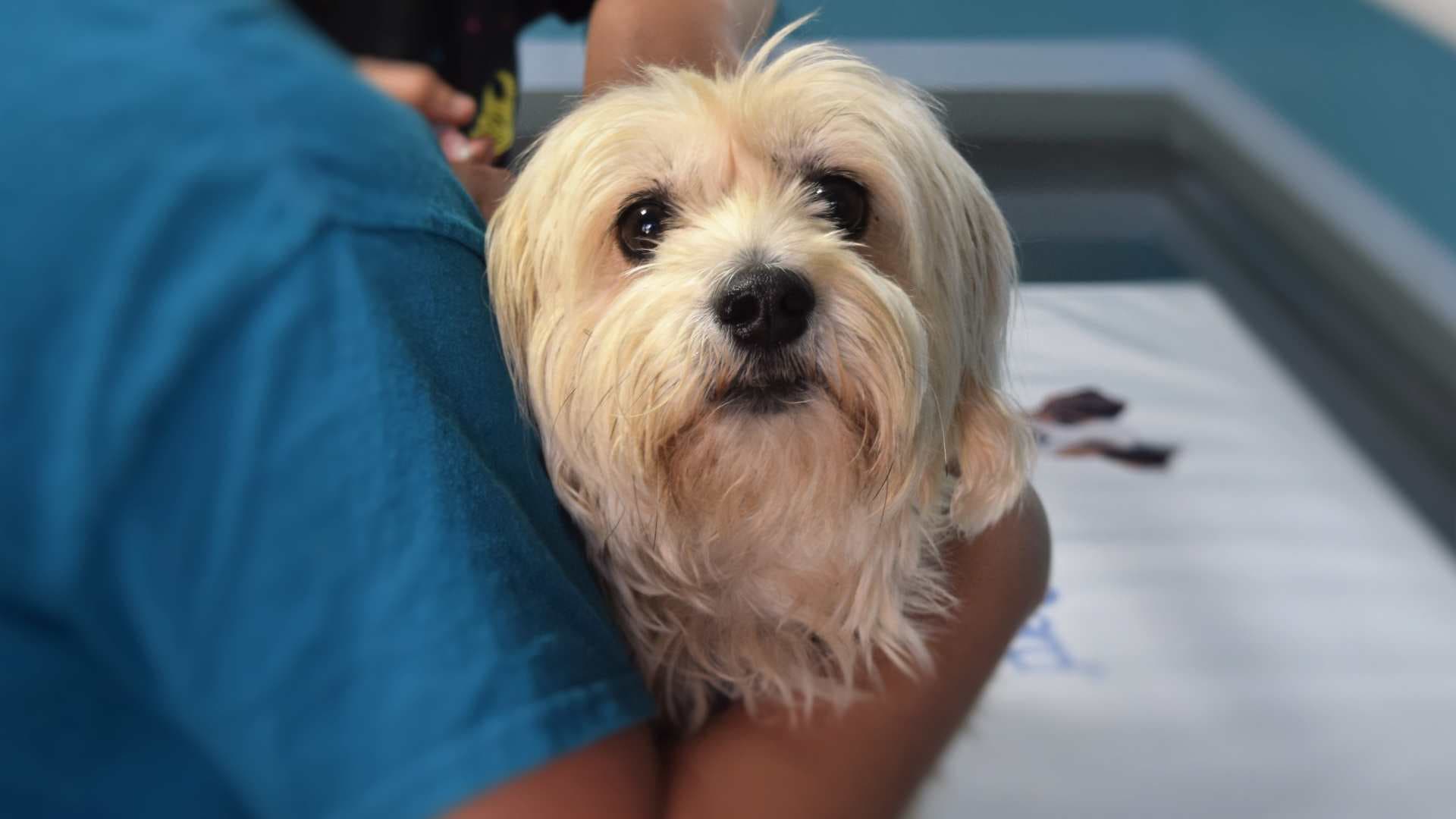 ¿Por qué mi perro vomita espuma blanca?