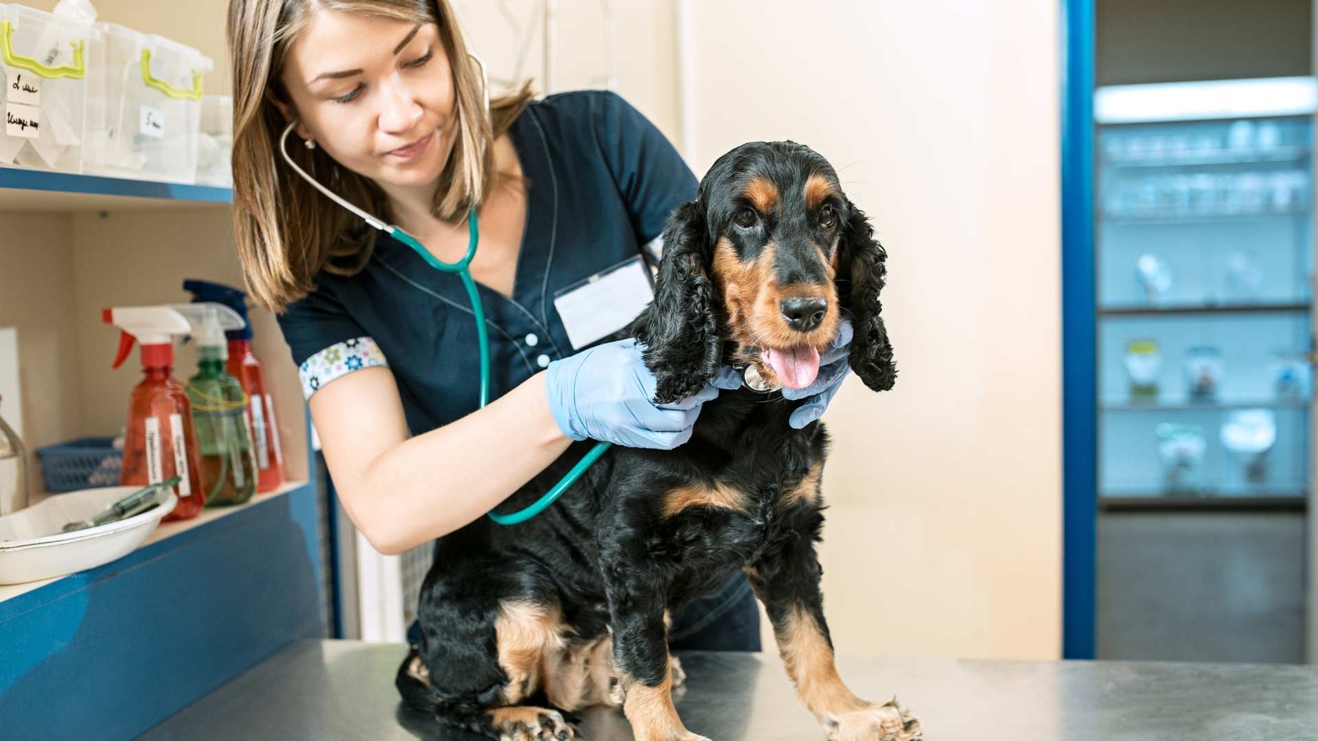 Dermatitis Atópica en Perros: Causas, Síntomas y Tratamiento