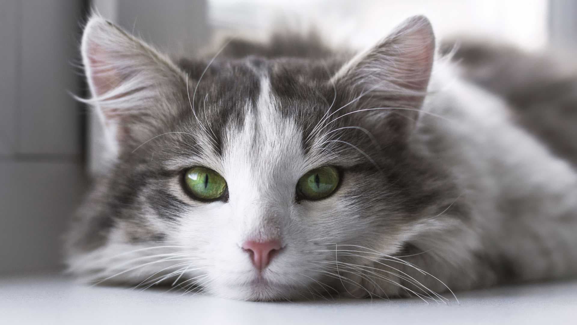 Parásitos de Gatos: Causas, Tratamiento y Prevención