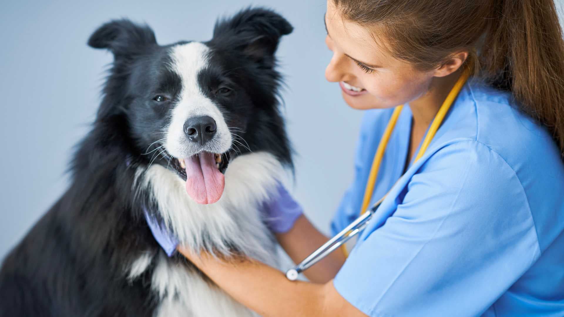 Remedios Caseros para la Fiebre en Perros