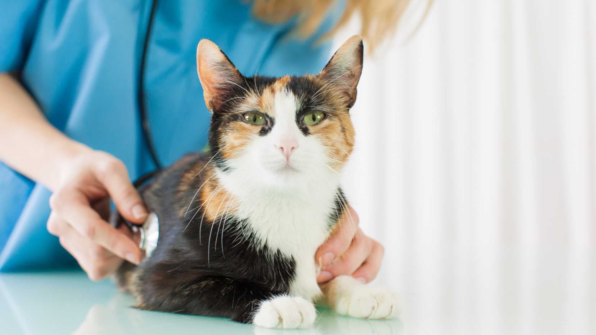 Mycoplasma en Gatos: Causas, Síntomas y Tratamiento