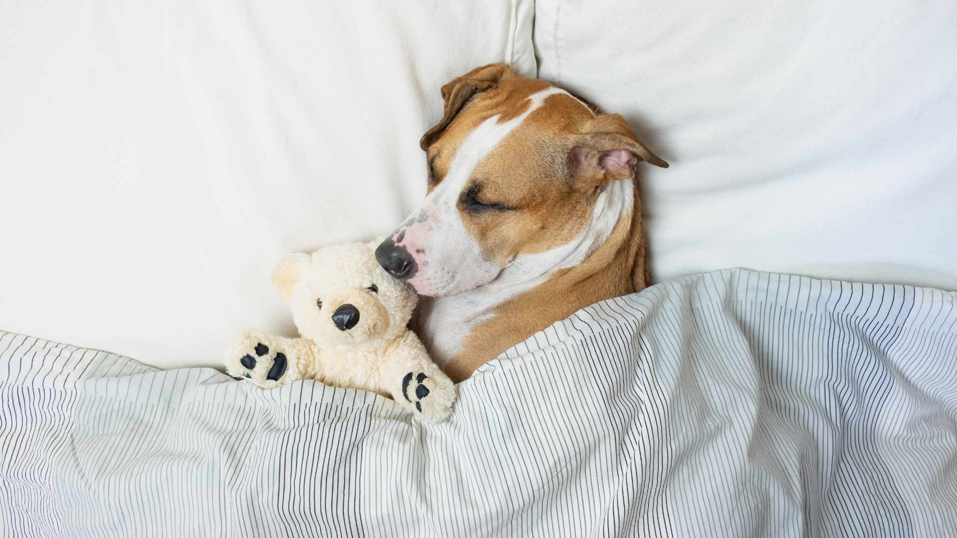 Qué Sueñan los Perros: Esto Debes Saber