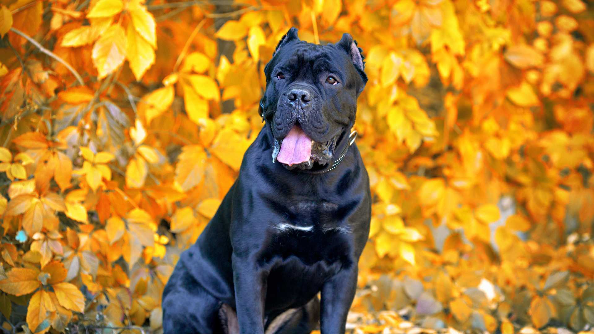 Nombres de Perros Grandes: Las Mejores Ideas