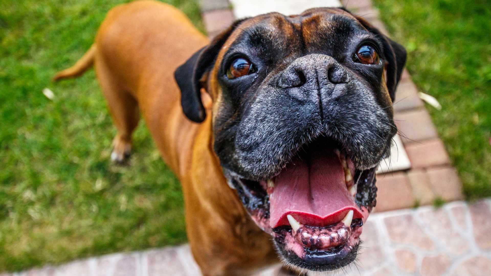 ¿Los Perros Pueden Comer Mandarina? Esto Debes Saber