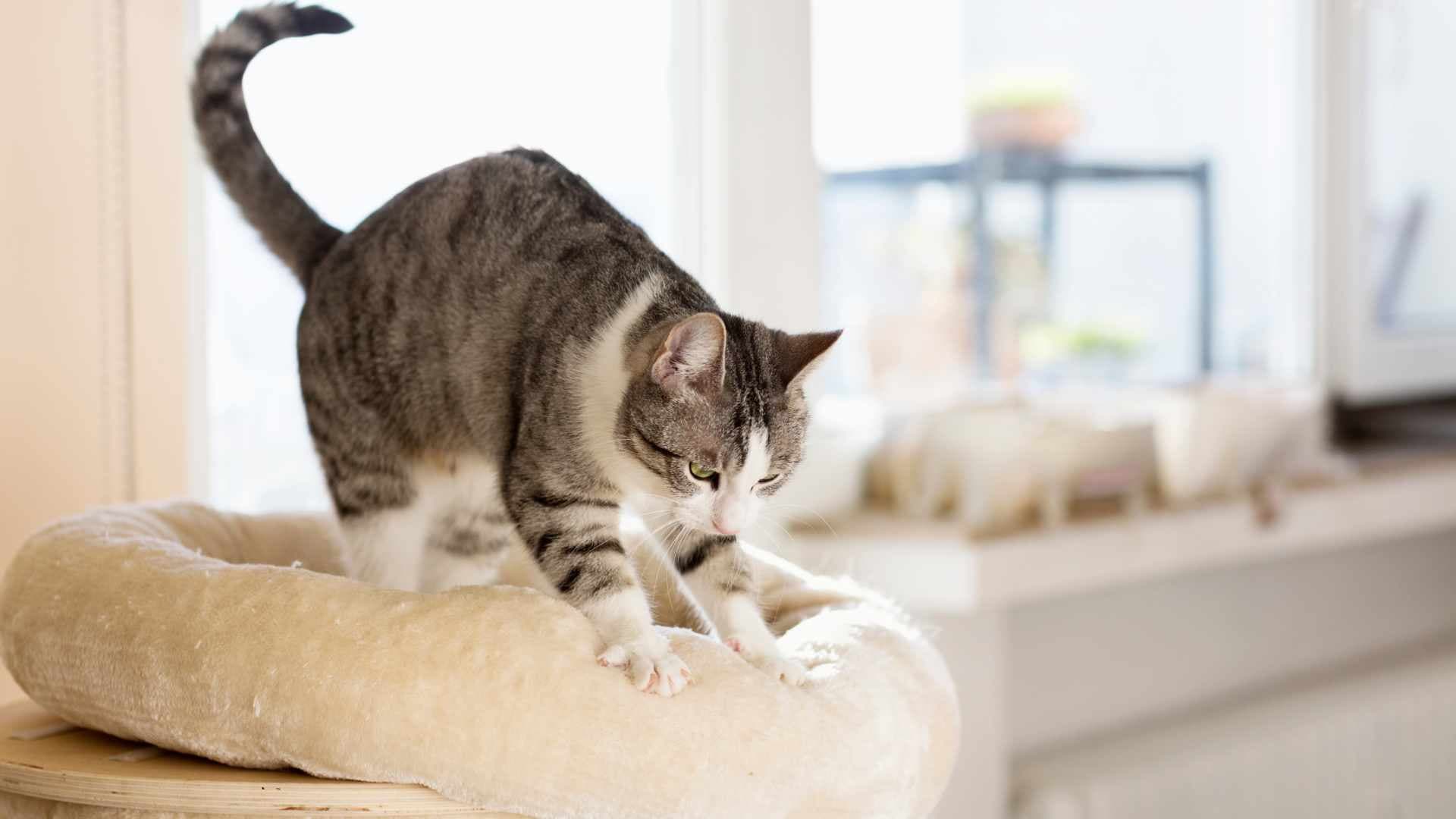 Por Qué los Gatos Amasan: La Respuesta Definitiva