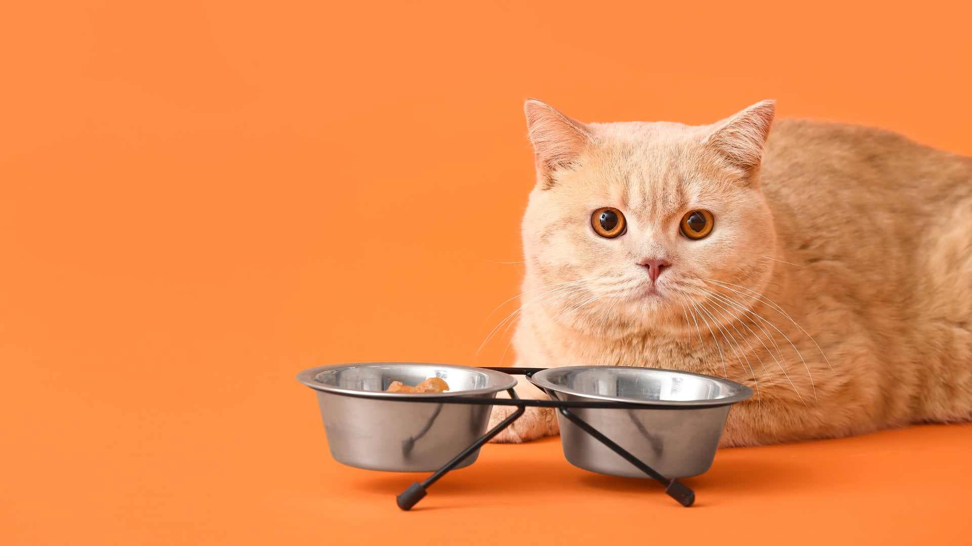 Qué Comen los Gatos: Y Cómo Alimentarlos