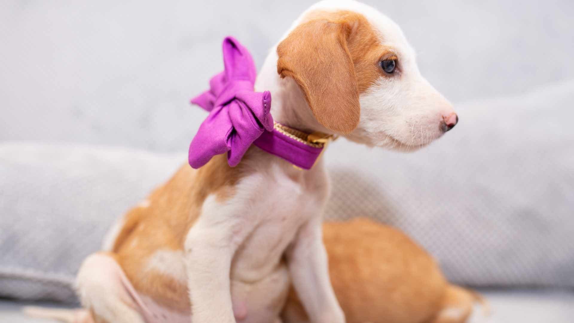 Nombres de perritas con significado: +150 ideas