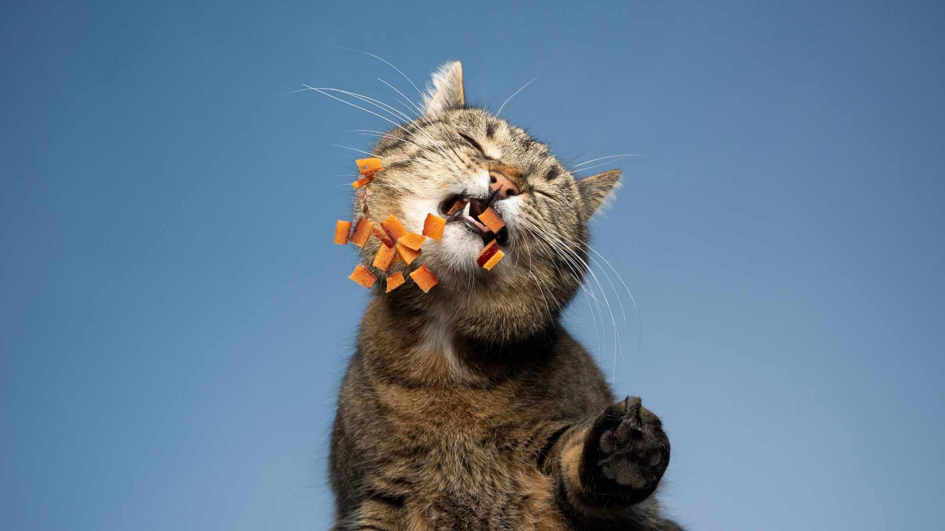 ¿Los gatos pueden comer palta?