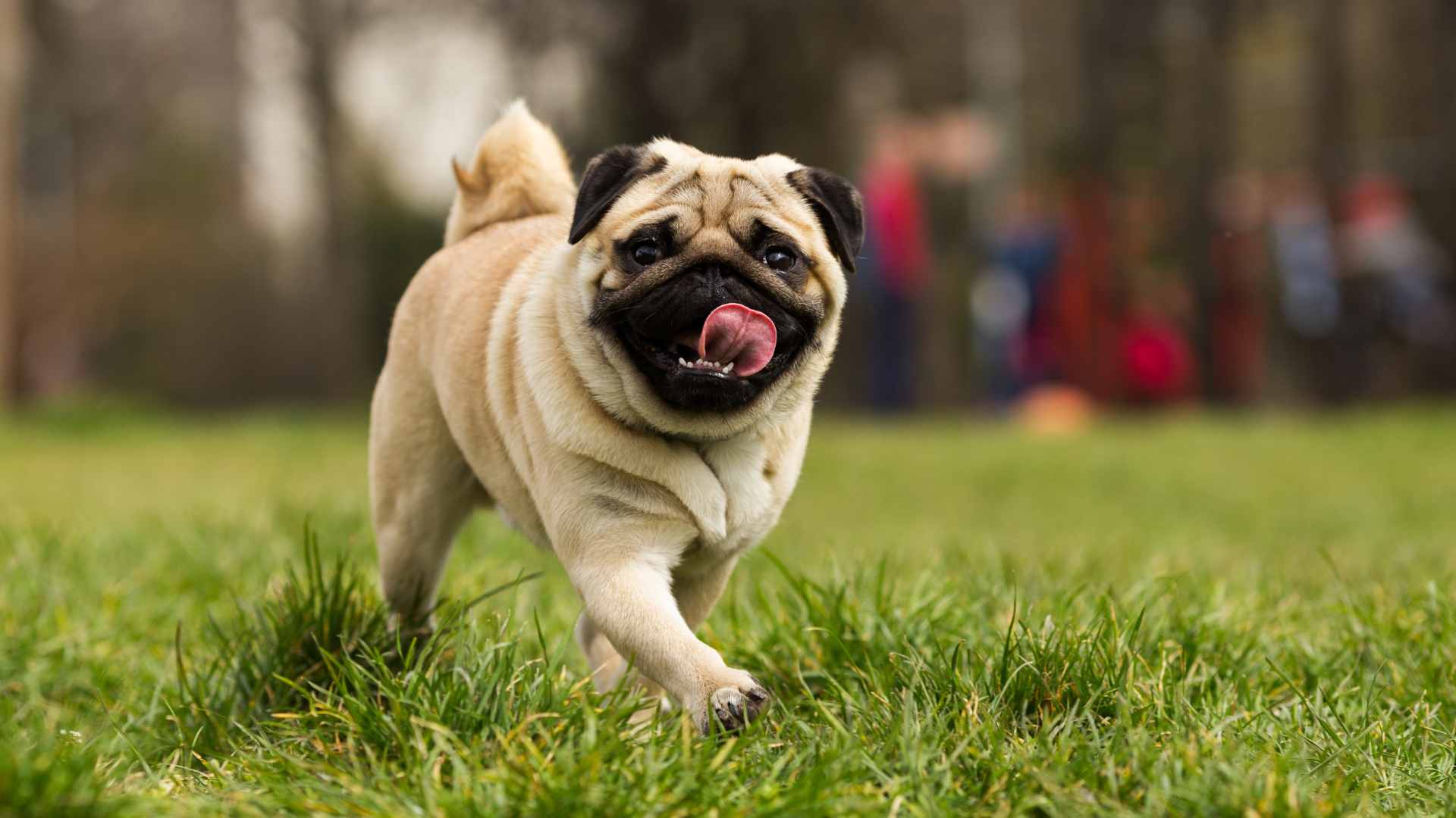 Nombres para Perros Originales: + 100 Ideas
