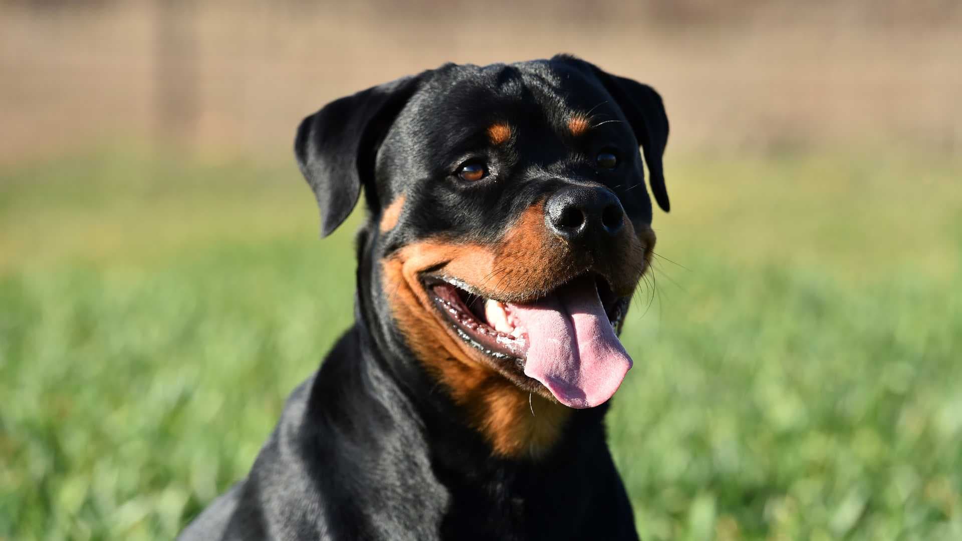 Temperamento del Rottweiler: Guía Completa