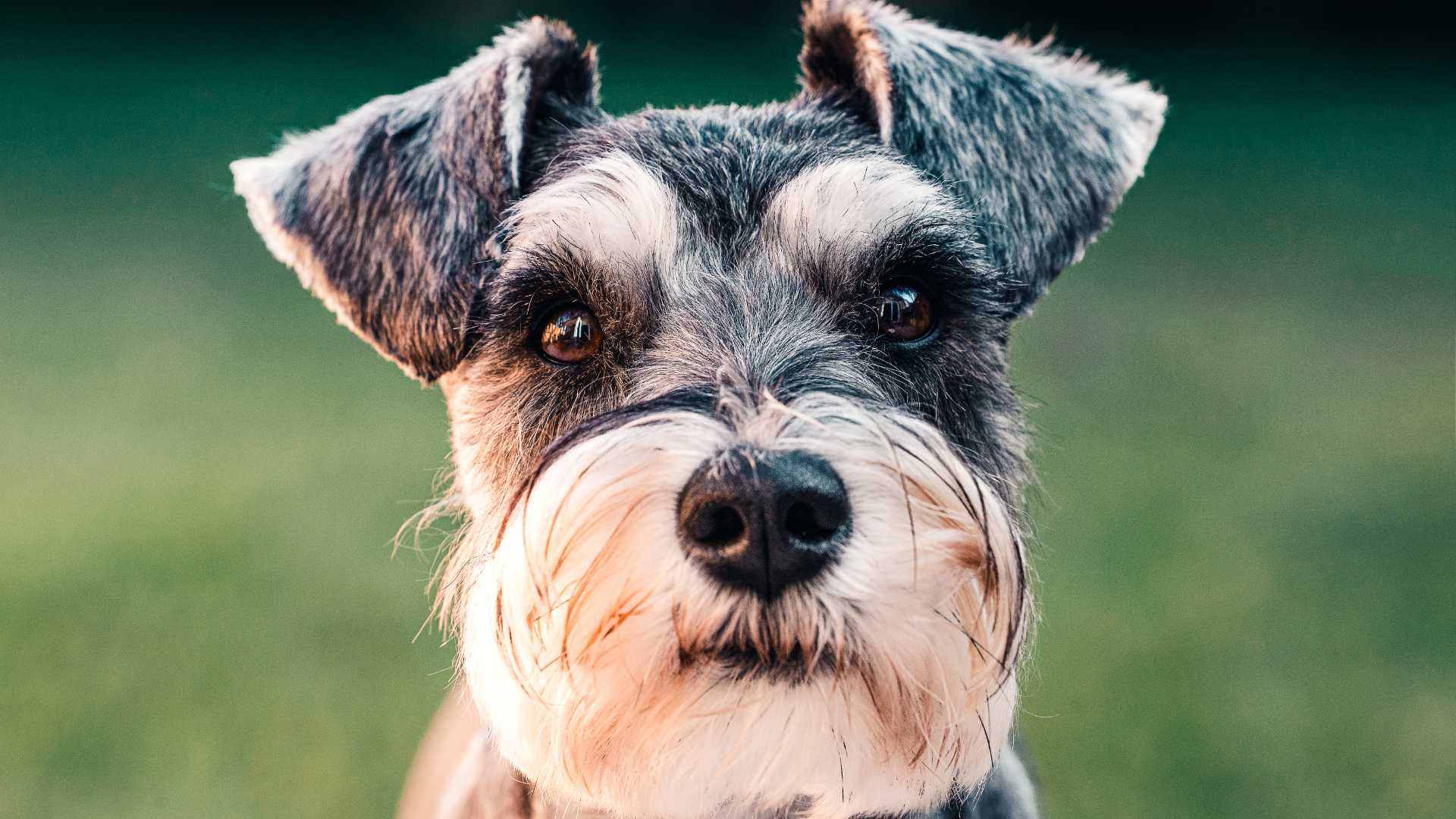 Perros Hipoalergénicos: Razas que Debes Conocer