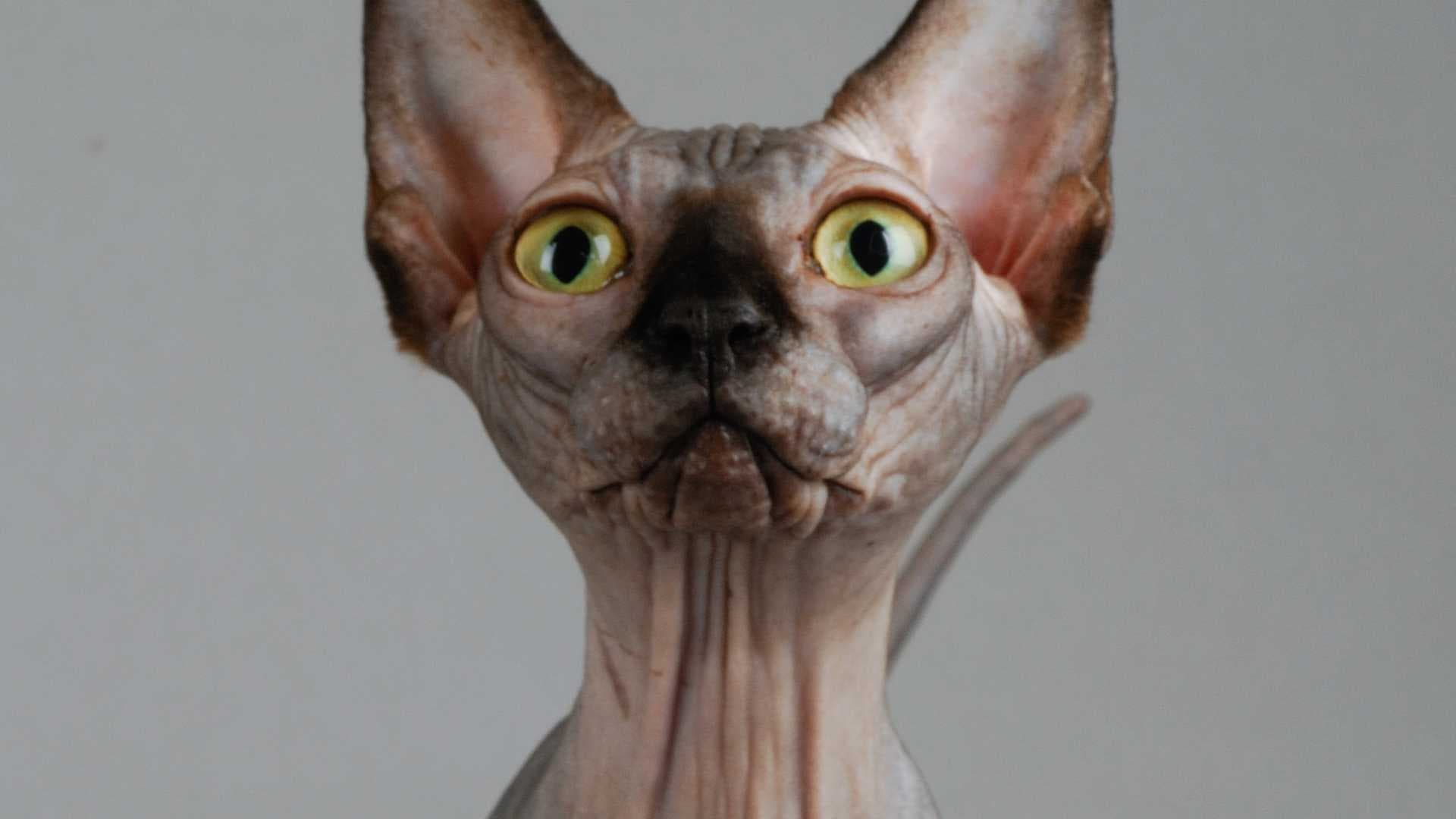 Razas de Gatos sin Pelo: Todas las Opciones