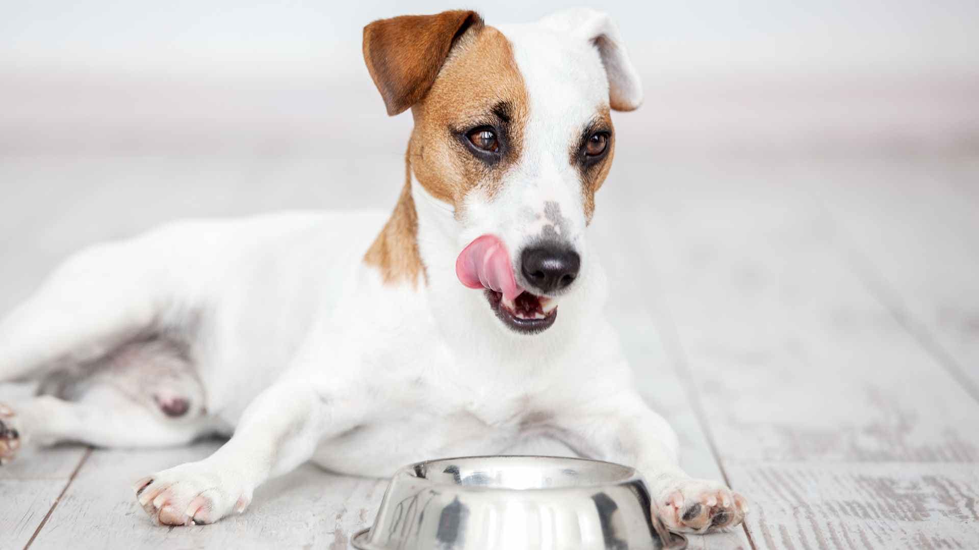 ¿Los Perros Pueden Comer Coliflor?