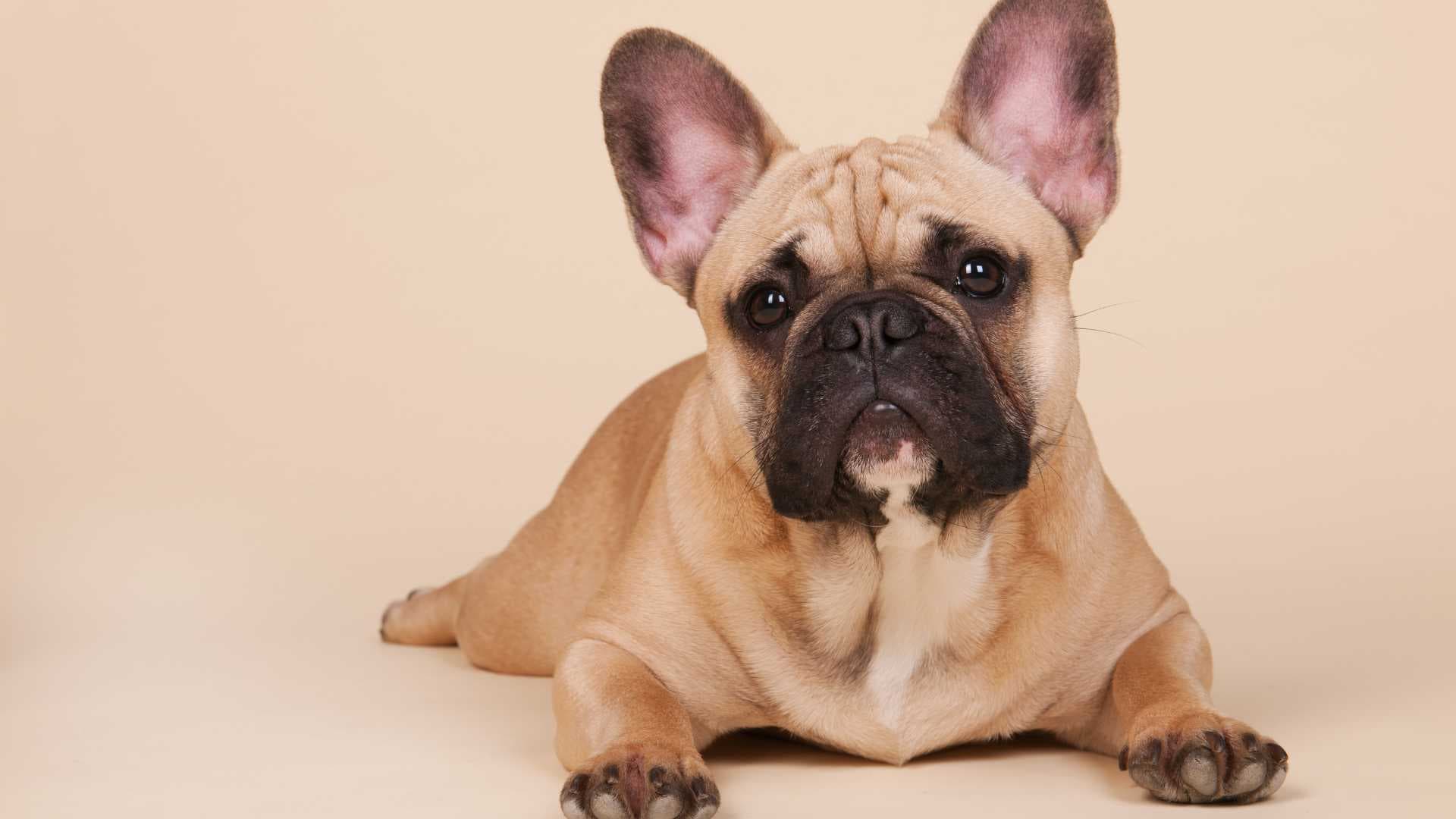 Temperamento del Bulldog Francés: Y Cómo Cuidarlo