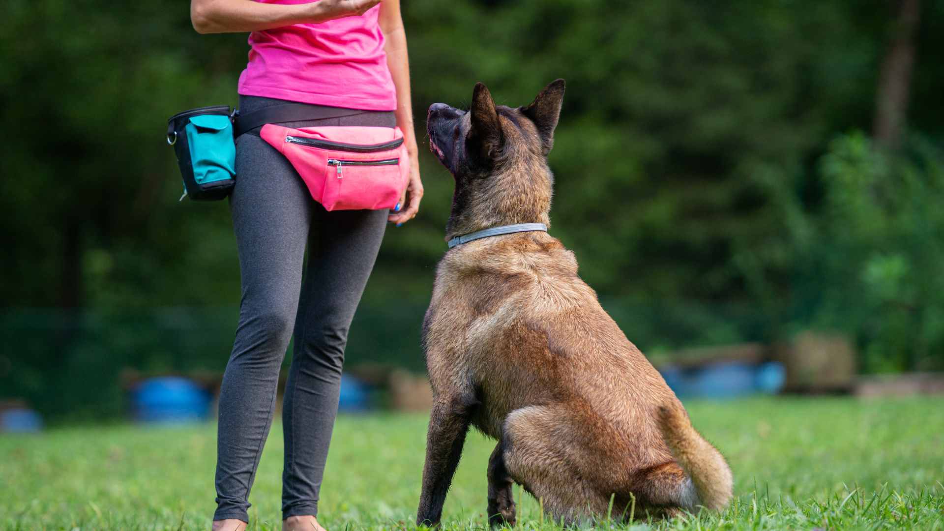Educador de Perros: Cómo Funciona