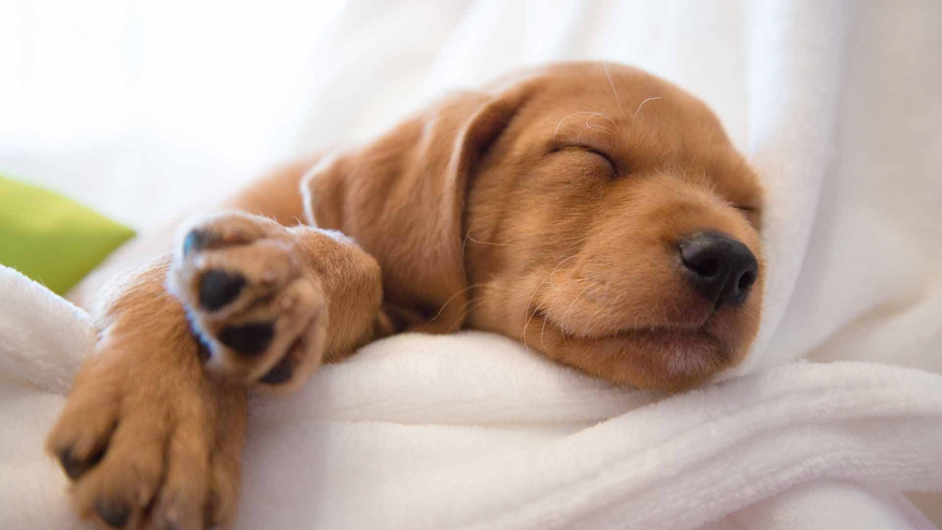 Por Qué Mi Perro Duerme Tanto