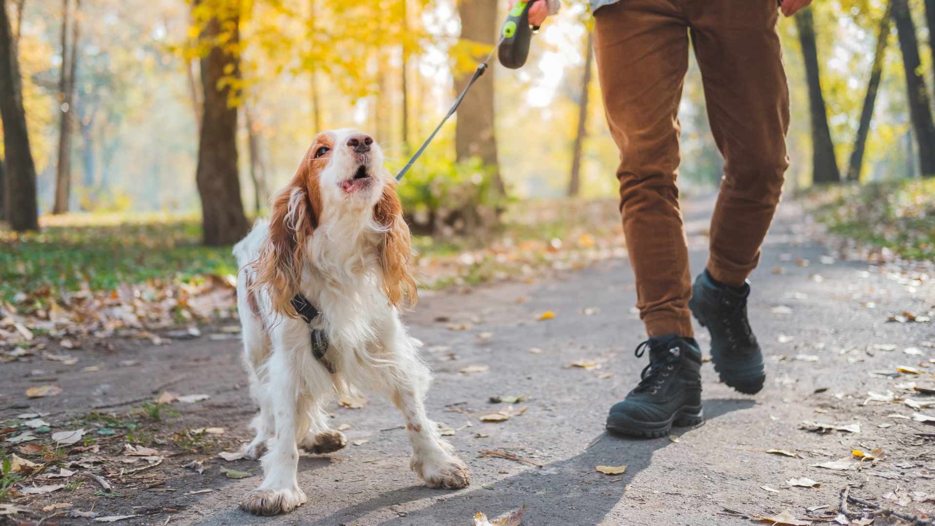 Mi Perro Ladra Mucho: Qué Puedo Hacer