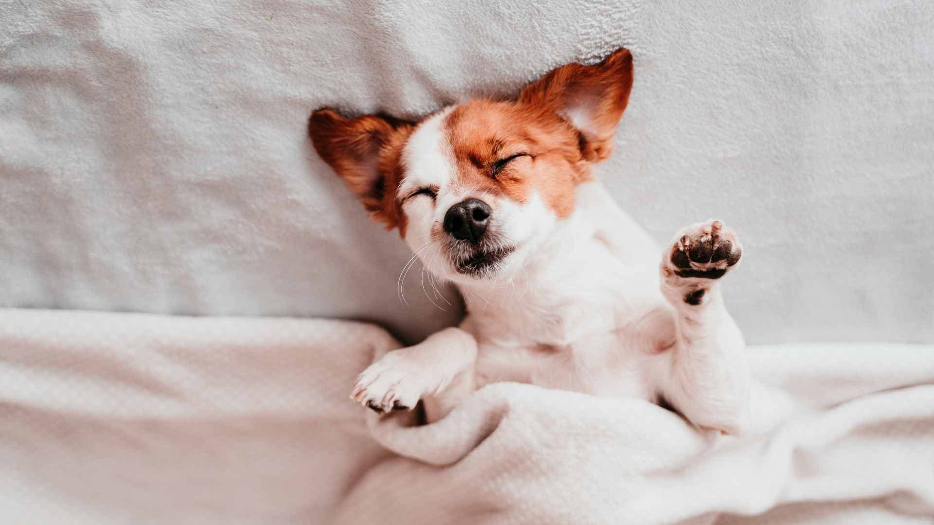 Los Sueños de tu Perro: La Guía Completa para Entenderlos
