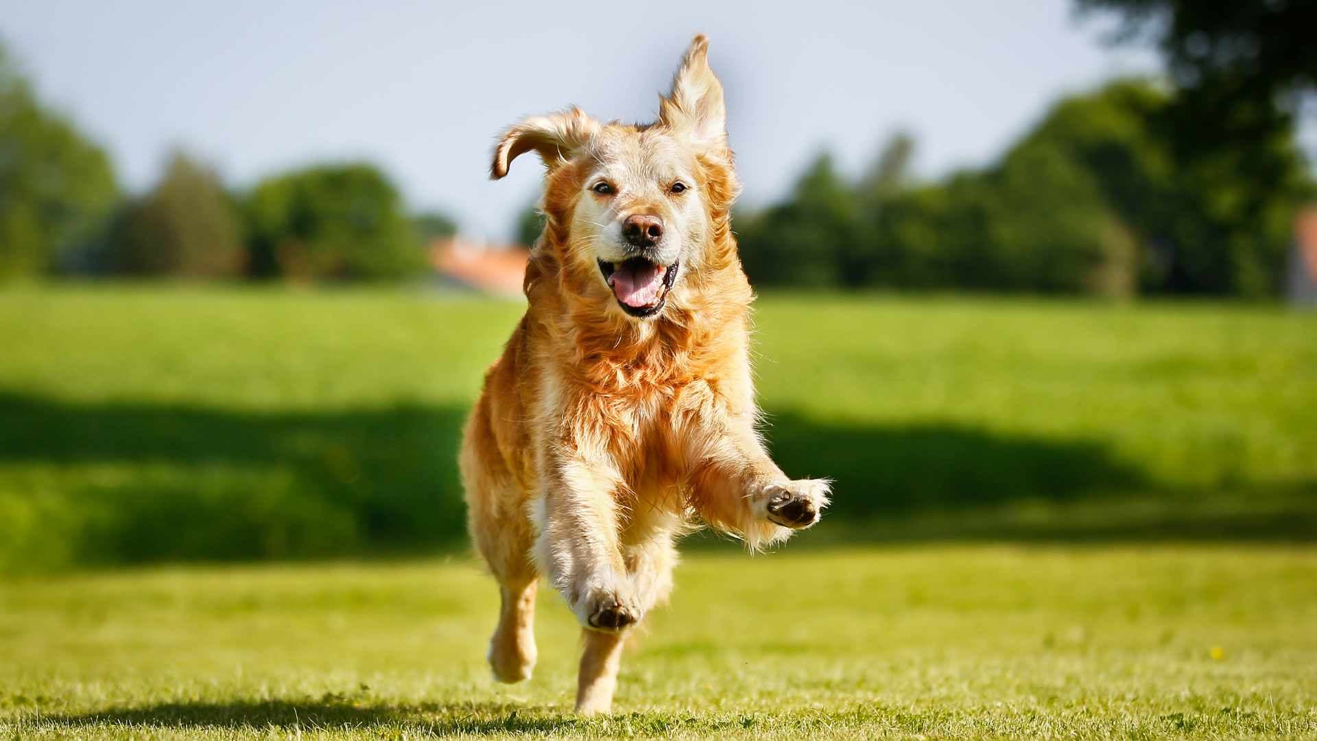 ¿Los Perros Sudan? Qué Debes Saber de la Transpiración Canina