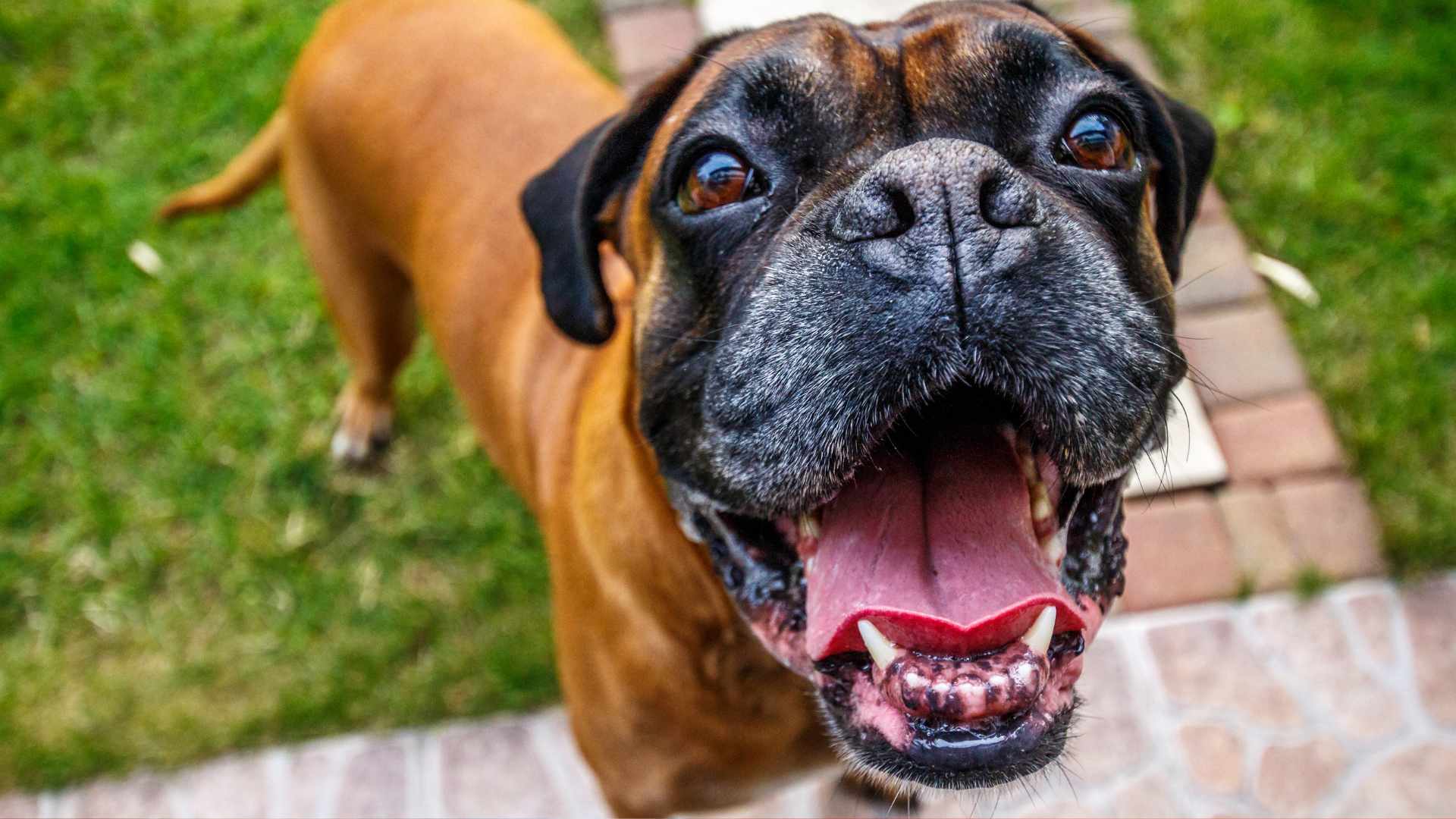 Zoomies: Por Qué les da a los Perros
