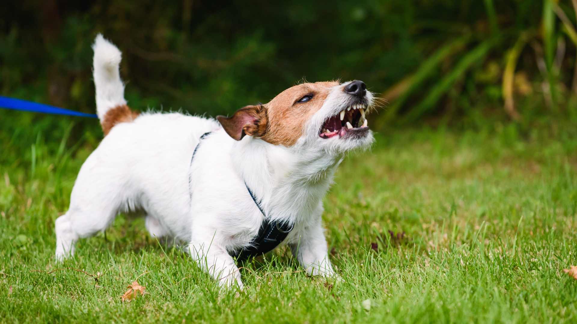 Qué Significa cuándo un Perro te Muerde la Mano
