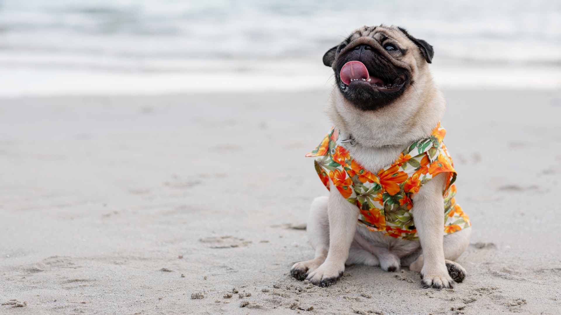 Vacaciones con Mascotas: Qué Debes Saber