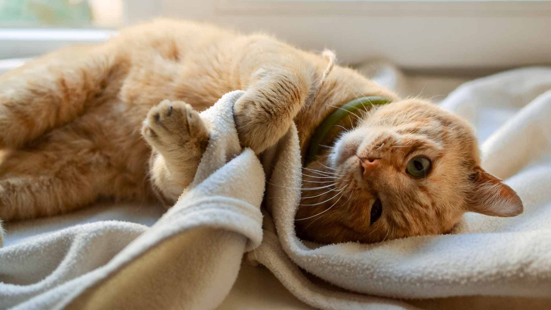 Por Qué mi Gato se Acuesta Encima de Mi