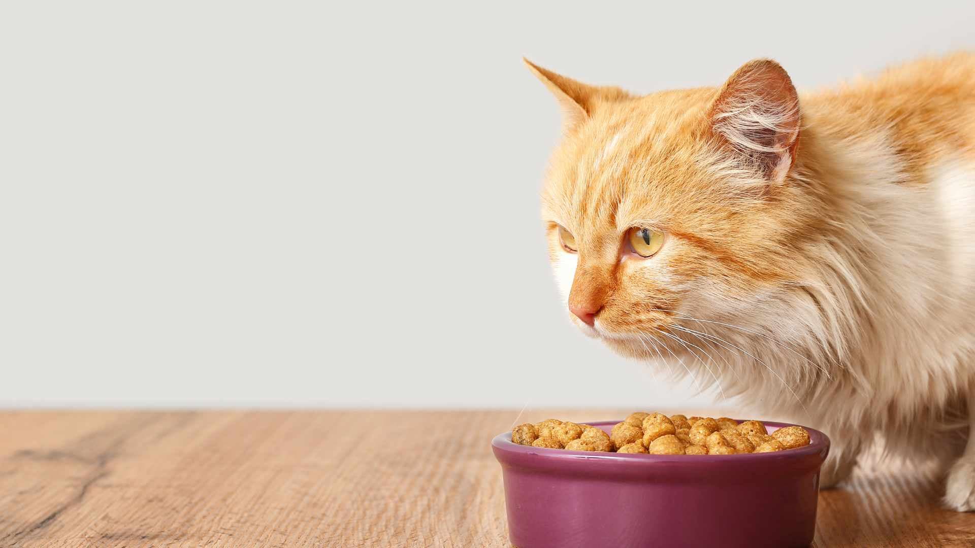 ¿Los Gatos Pueden Comer Choclo?