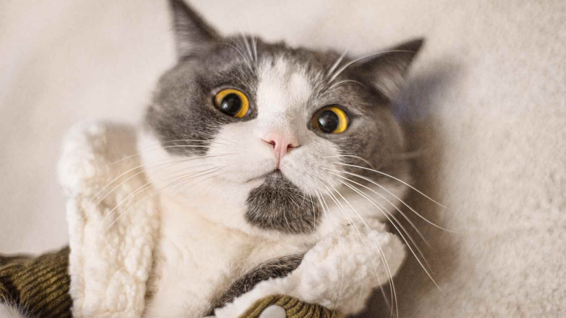 Masajes para Gatos con Estreñimiento: Qué Debes Saber