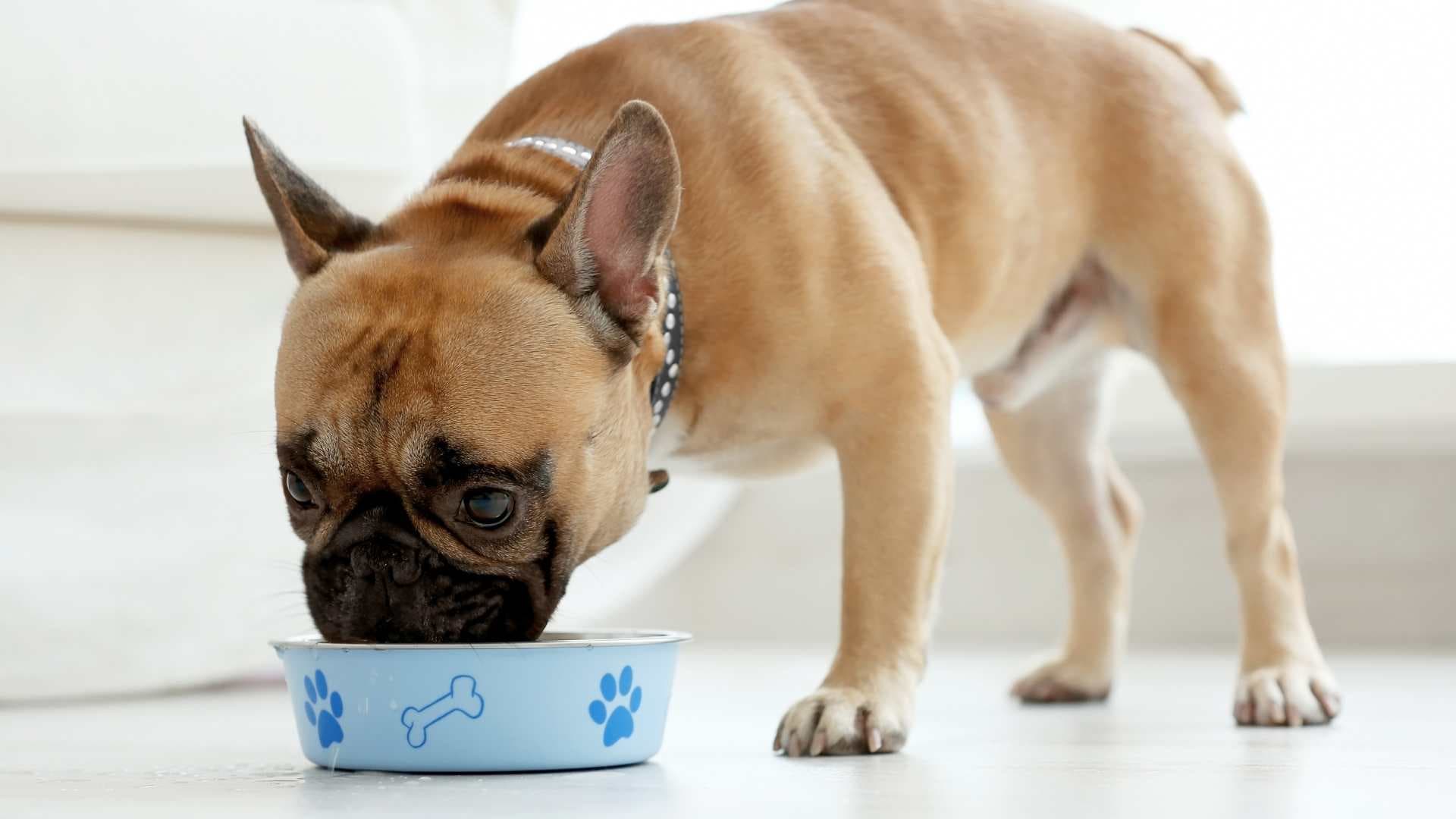 Patas de Pollo para Perros: Cuáles Son los Beneficios
