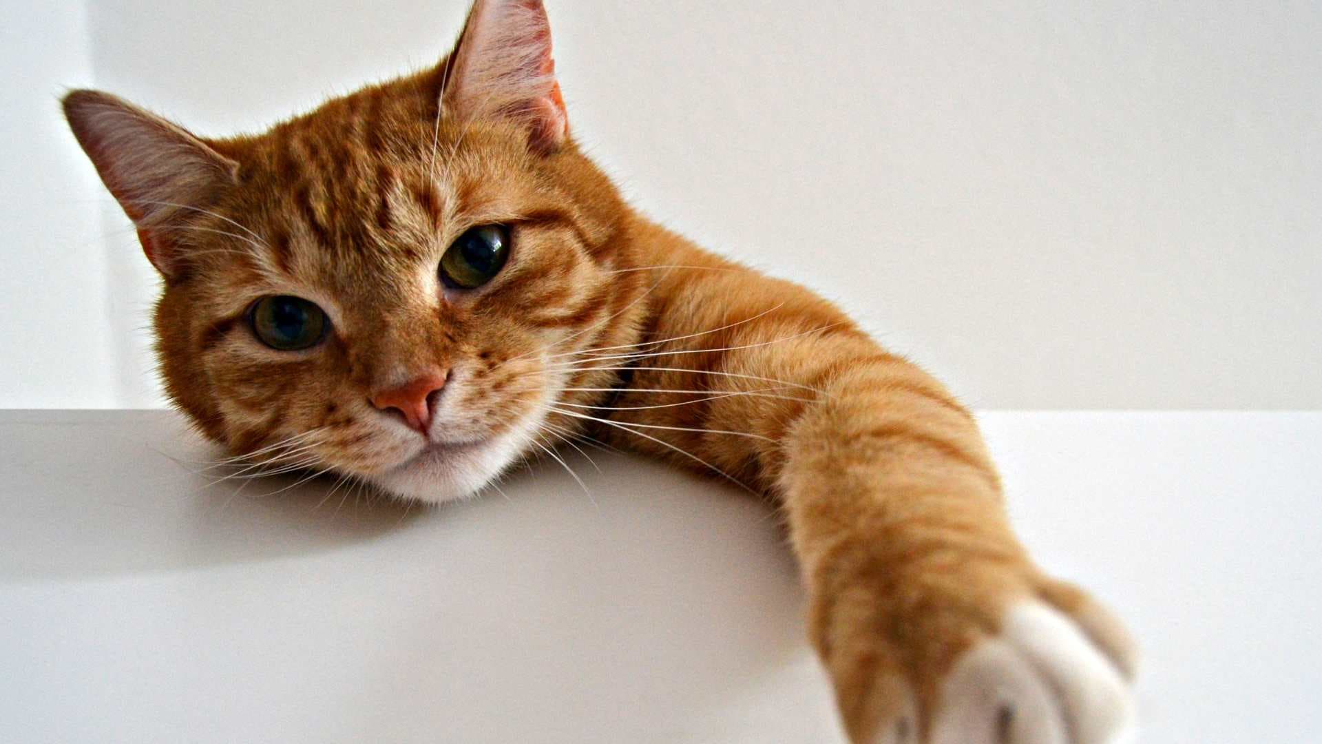 Personalidad del Gato Naranjo: Cuál Es