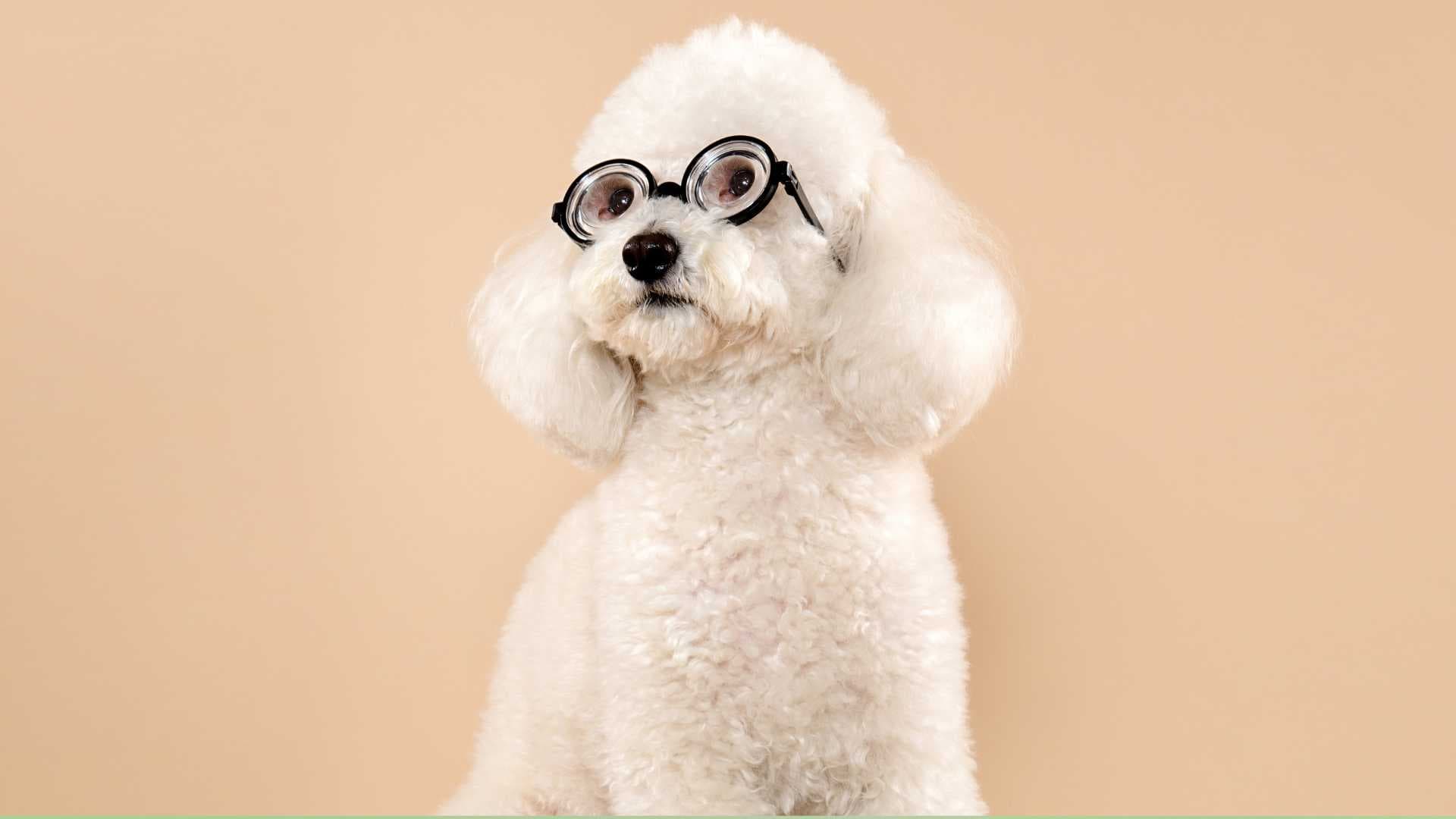 Perros Miniaturas Blancos: Cuáles Debes Conocer