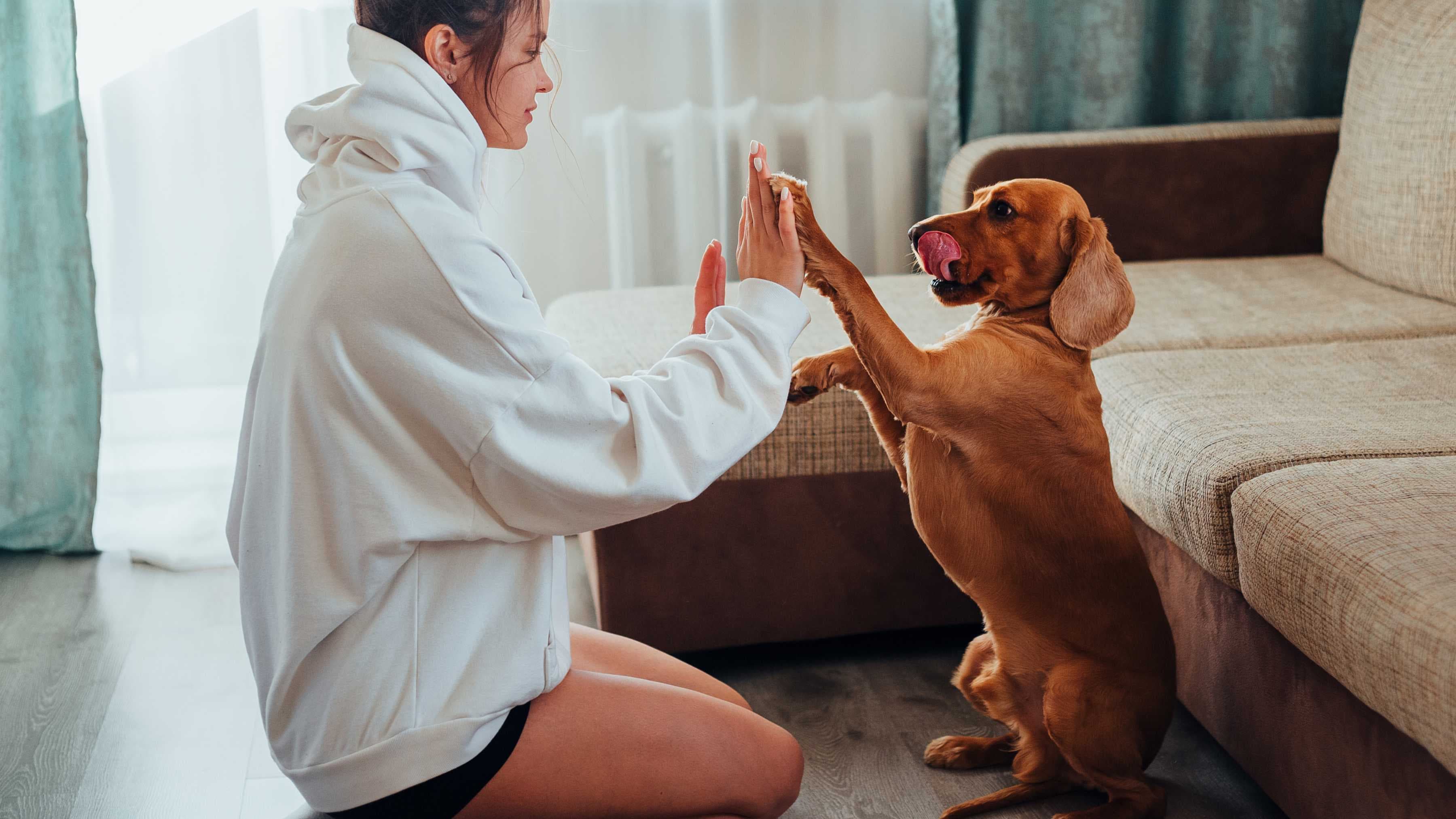 Gestos de Perros y su Significado