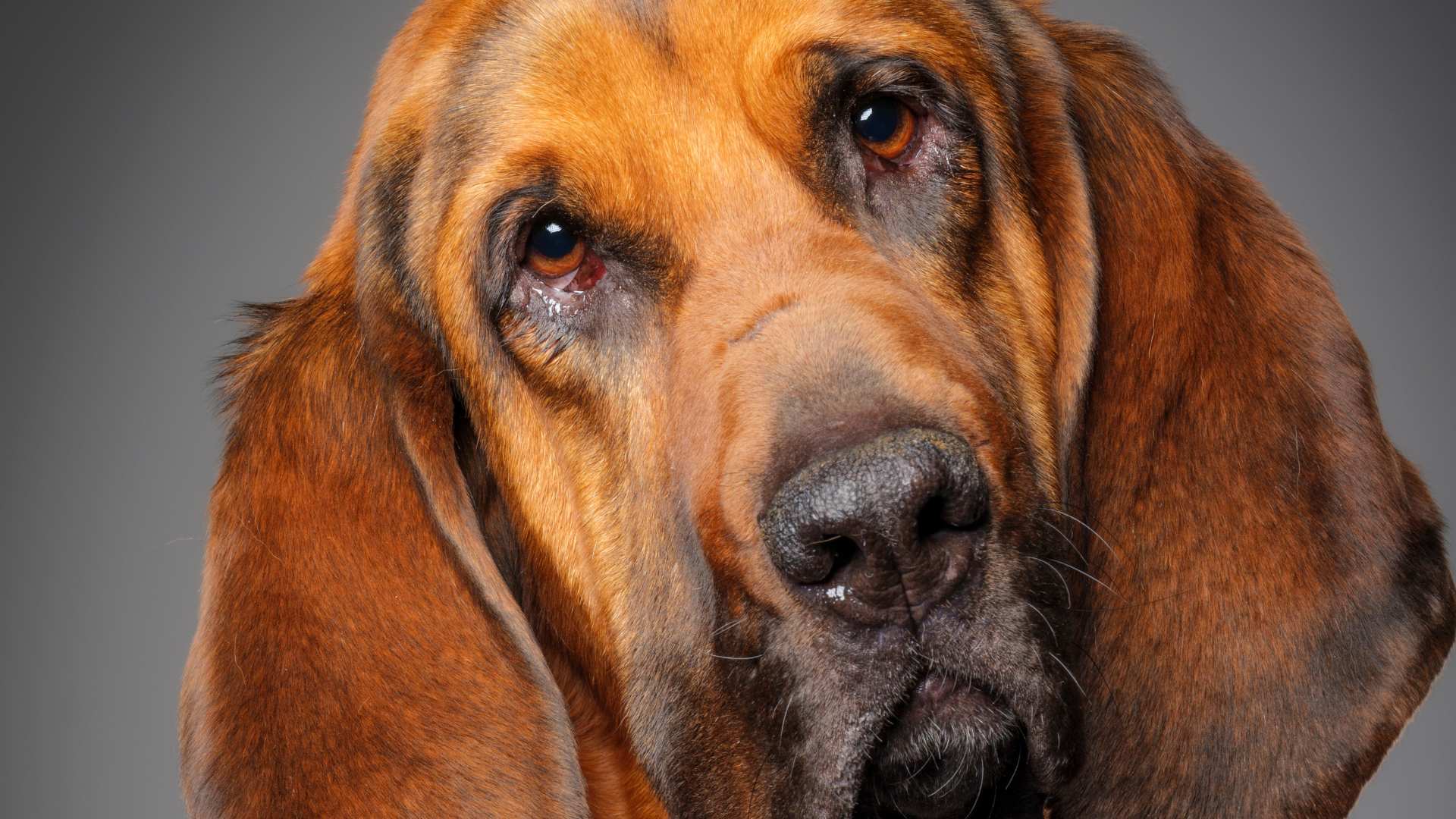 Perro Sabueso: Todo Sobre Esta Raza