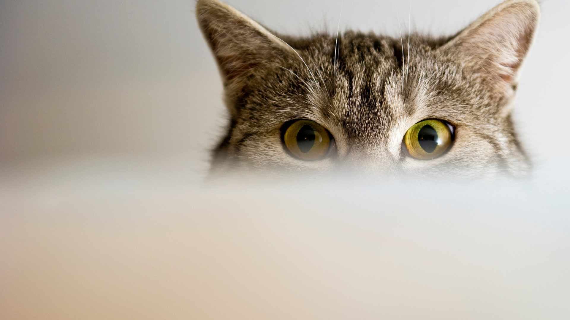 ¿Cómo Ven los Gatos?
