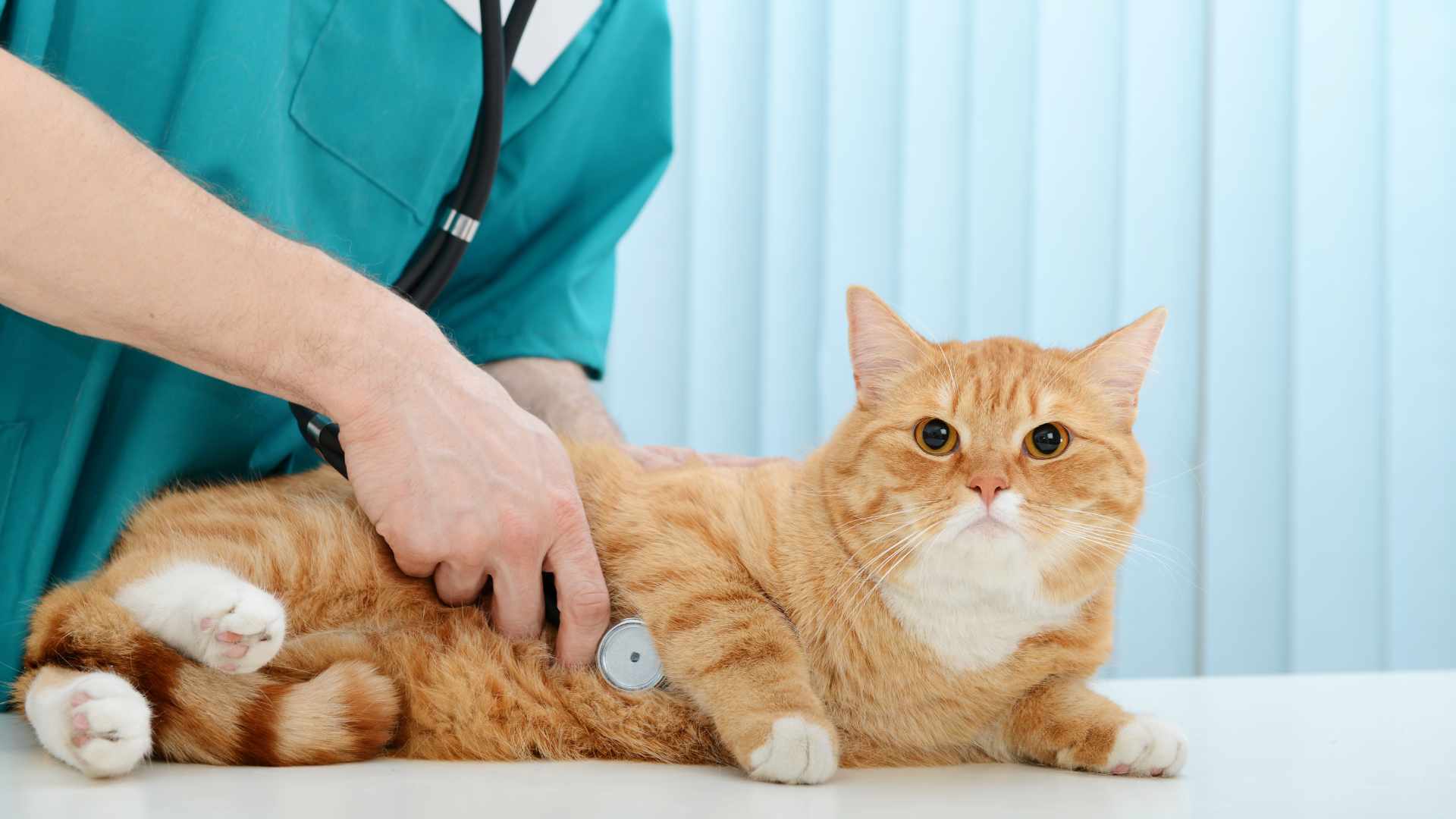 Signos de Alarma Después de una Esterilización de Gatos