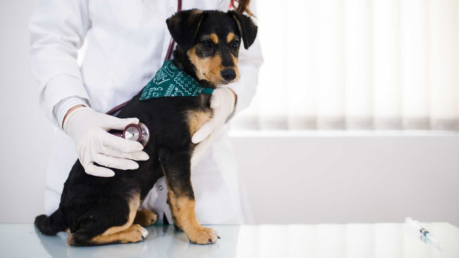 Vacuna Antirrábica en Perros: Qué Debes Saber