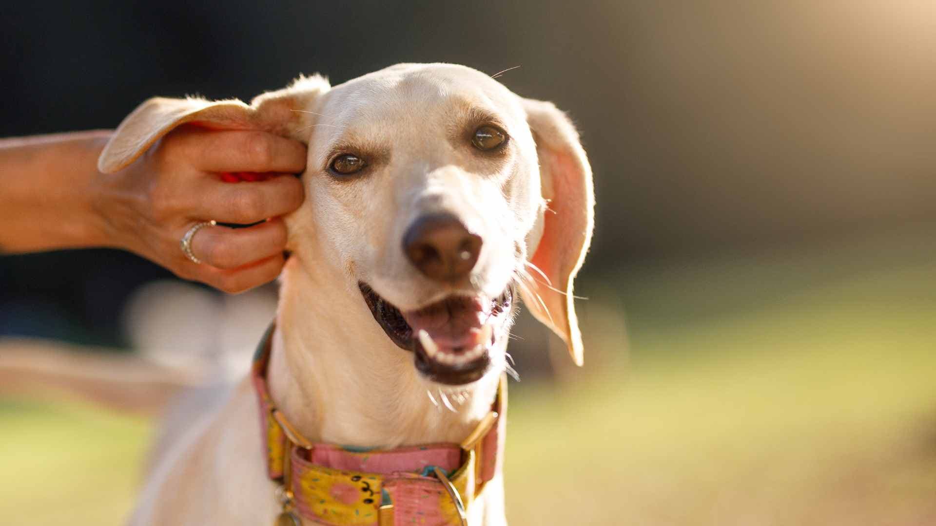 Cómo Prevenir las Garrapatas en Perros