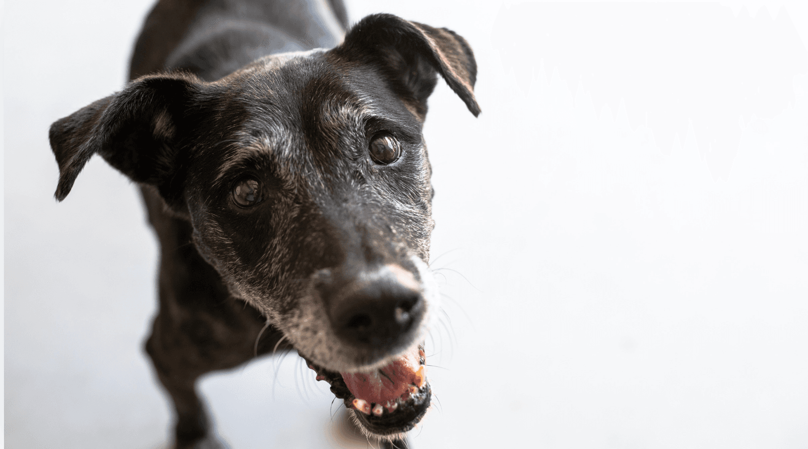Artrosis en Perros: Qué Debes Saber