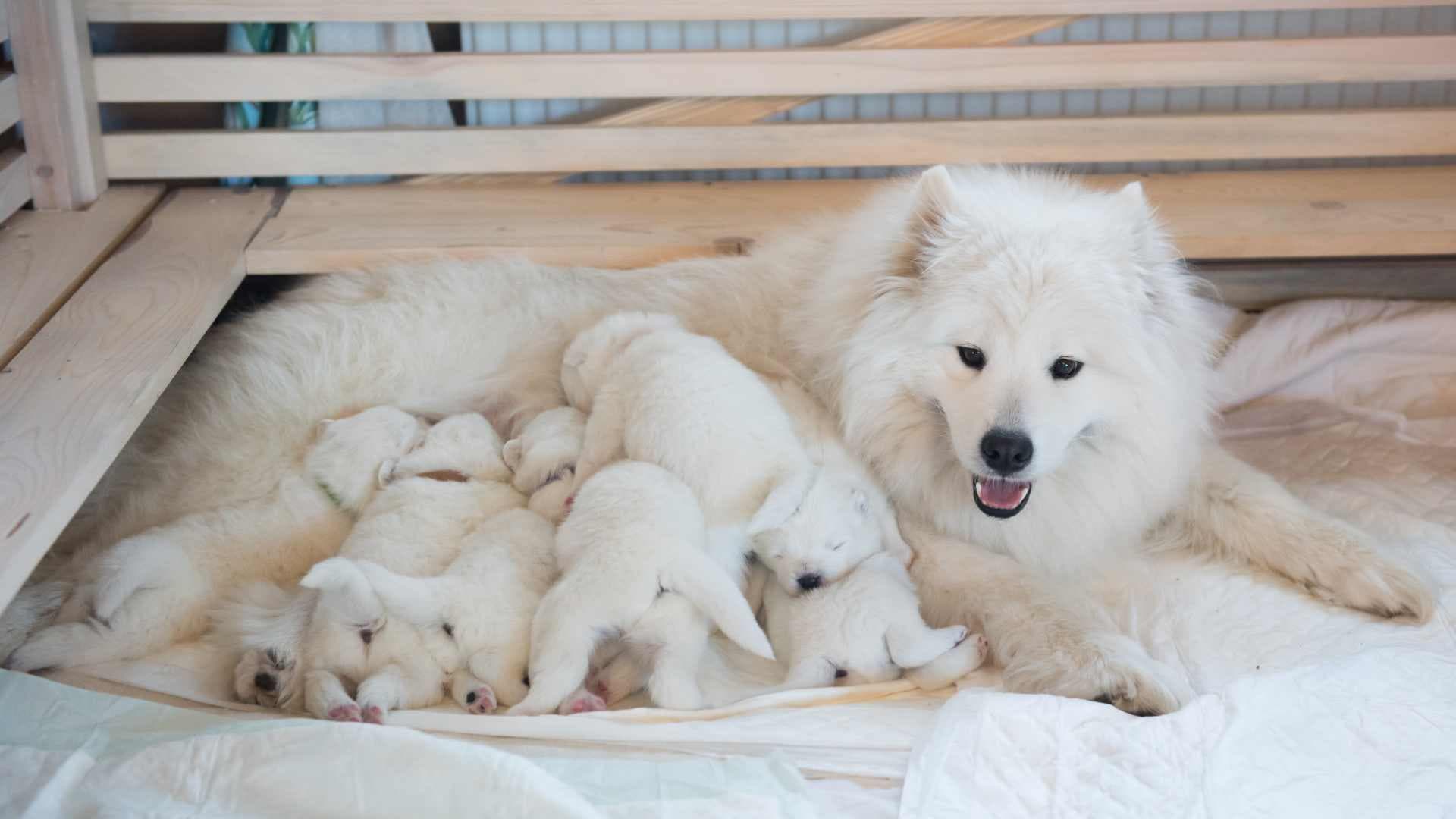 Mastitis en Perros: Causas, Síntomas y Tratamiento