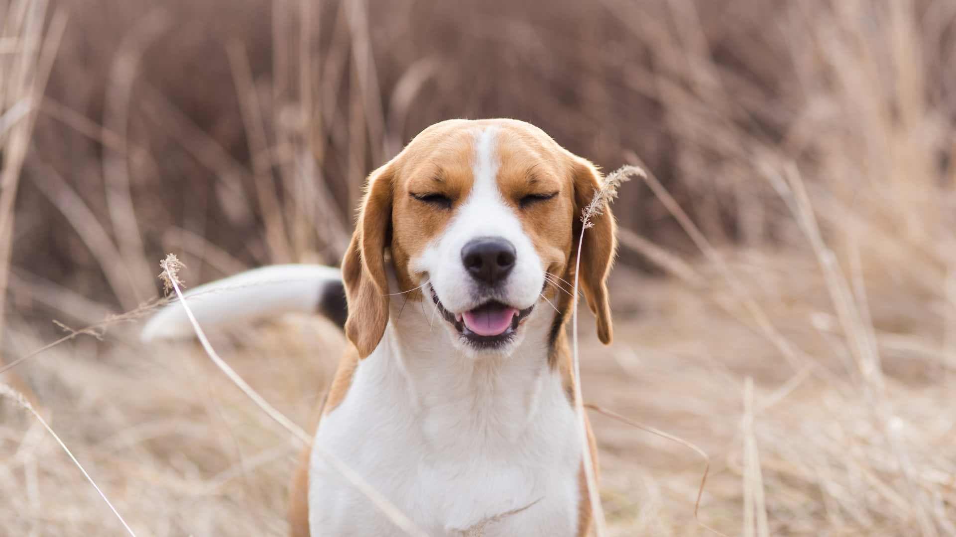 Mi Perro Estornuda Mucho: Qué Debes Saber