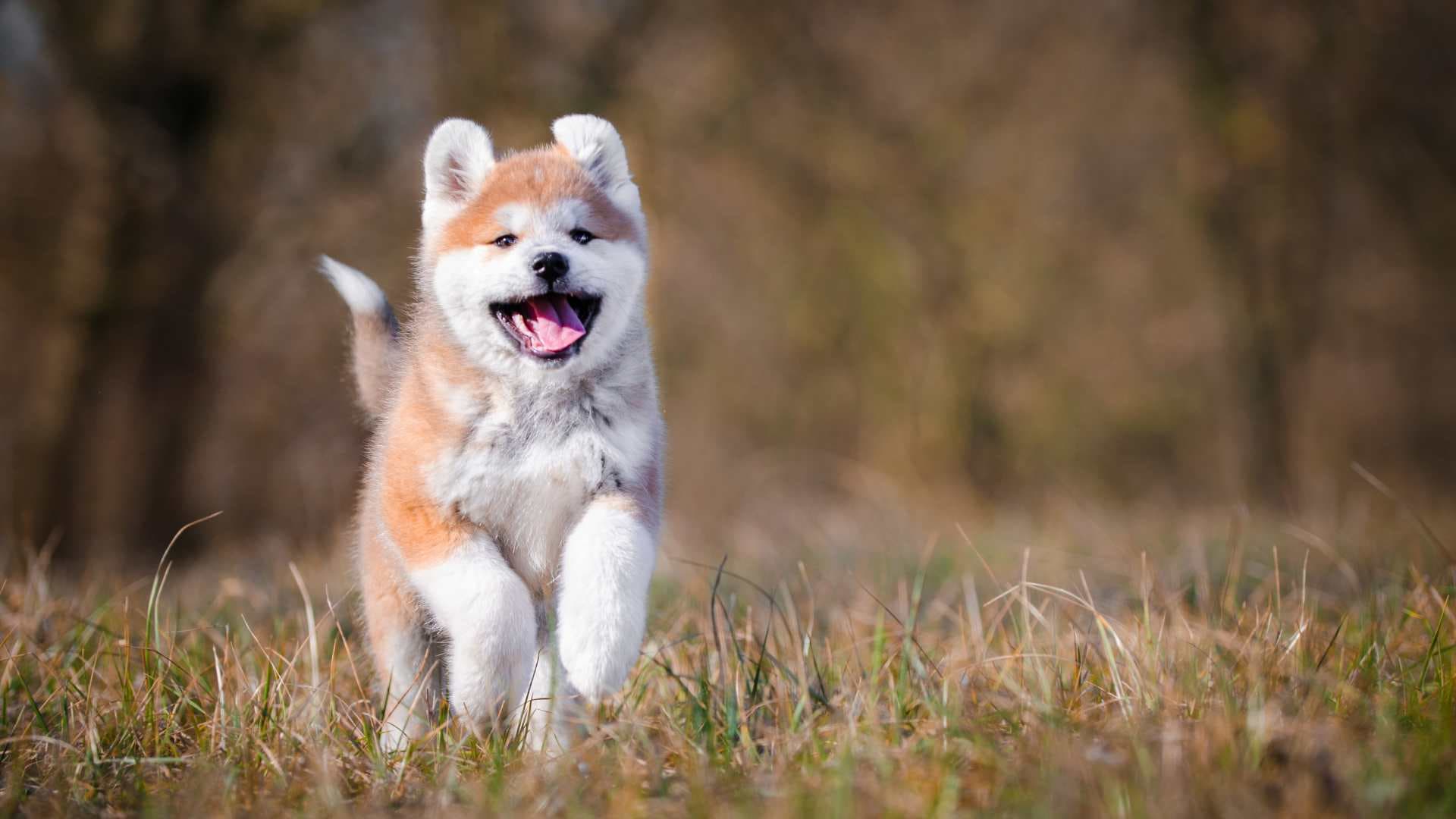 Razas de Perros Japoneses que Debes Conocer
