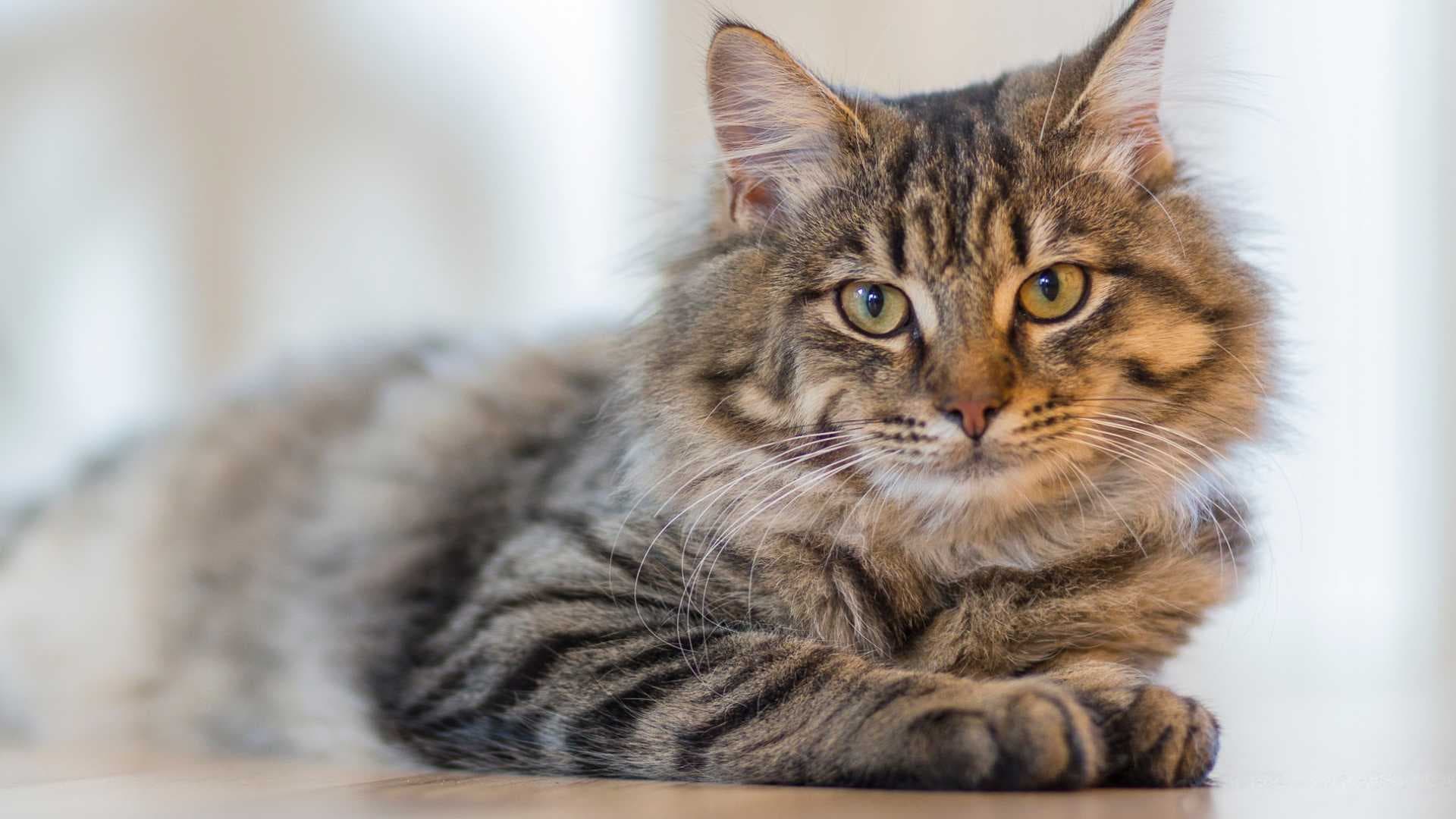 Cómo Ayudar a un Gato a Bajar de Peso